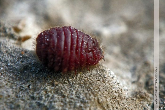 Red food coloring from beetles