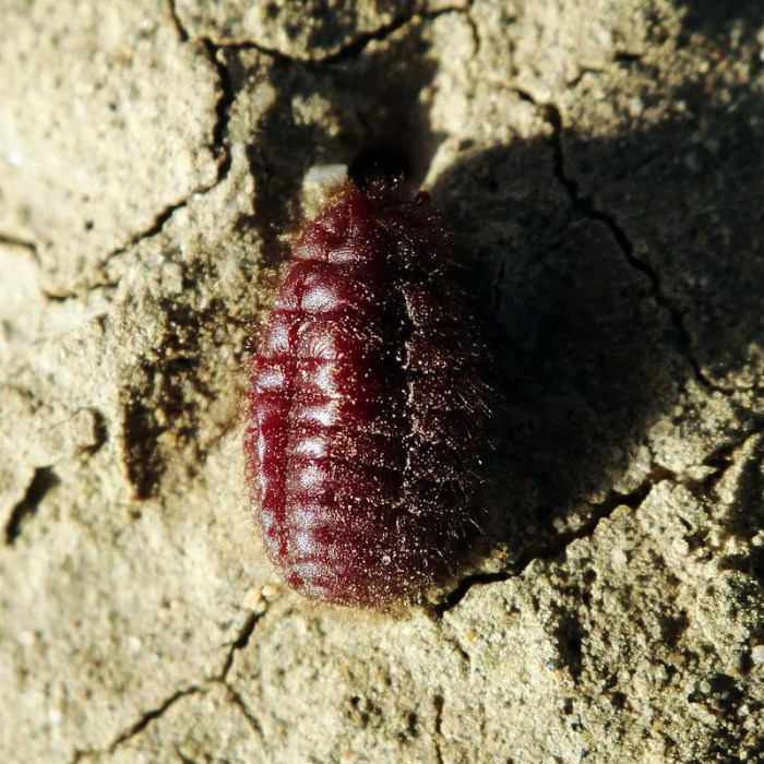 Beetles used for food coloring