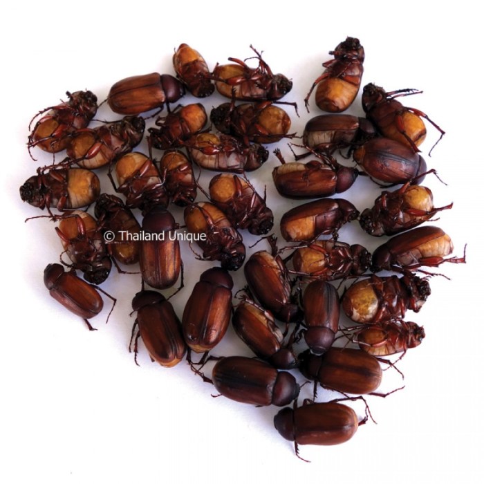 Beetles used for food coloring